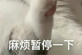 表情包｜看不见我，看不见我图片
