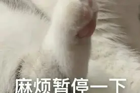 表情包｜看不见我，看不见我图片