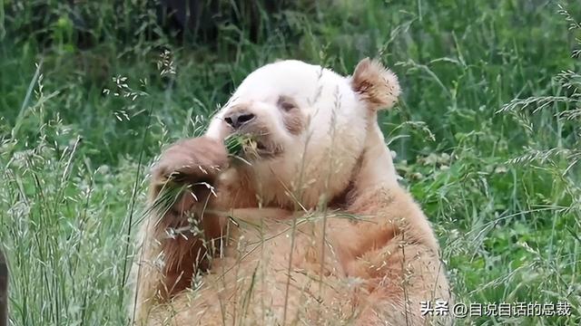 熊猫：真实存在的上古恐惧，为什么只有人类觉得大熊猫很可爱？