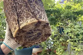 盆栽花卉，小白施肥，只买缓释肥颗粒，其它的都是智商税图片