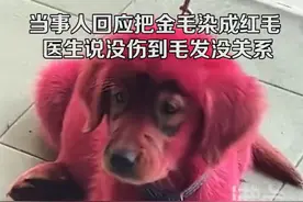 金毛咬破染发膏后被主人染成红毛，网友质疑，狗主人回应：有询问医生，目前小狗状态良好图片