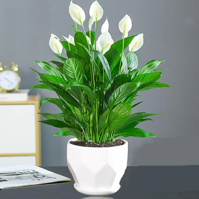 家里养花"吉利",6种"转运花",赶紧种起来