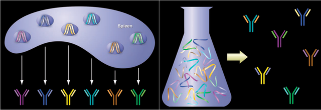 推荐收藏｜浅谈抗体筛选技术