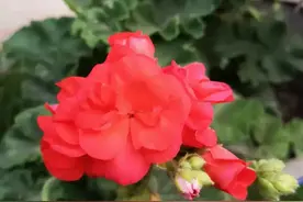 积善之家，必有余庆图片