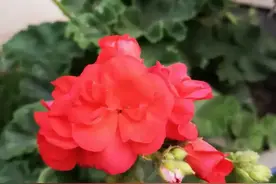 积善之家，必有余庆图片