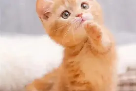 被家养小猫抓伤不太严重，用不用打狂犬疫苗？我的亲身经历告诉你图片