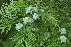 侧柏叶的成分及利用价值图片