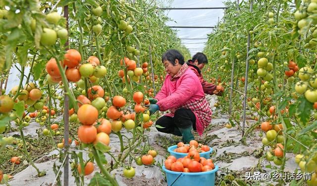 不管你种啥，用这个肥料试一试，生根促长又高产，效果倍棒
