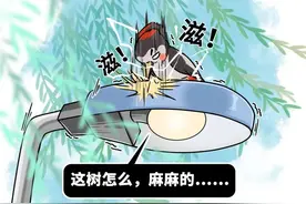 啄木鸟啄木为啥不会脑震荡？它们的嘴到底有多硬？图片