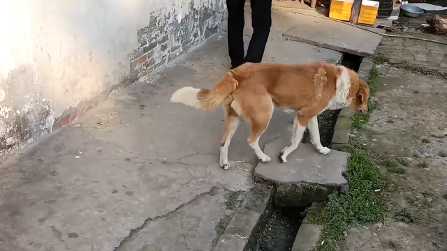老一辈告诫：“土狗不能养十年，不然必成精”，究竟是为什么？