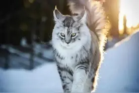 养猫不能不知道的这几件事图片