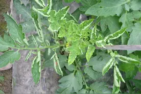 番茄叶片出现卷曲皱缩？别大意，这6个潜在可能要重点关注图片