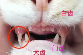 猫的牙齿和爪子图片