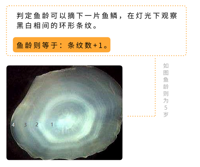 鱼皮胶原蛋白和牛皮胶原蛋白 2026年鱼皮胶原蛋白和牛皮胶原蛋白的区别
