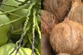 暴涨4000%！浙江很多人爱买，老板：供不应求，最近太火了图片