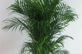 6种“健康花”，客厅养一盆，吸收异味，释放氧气图片