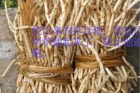 植物百科大全——折耳根图片