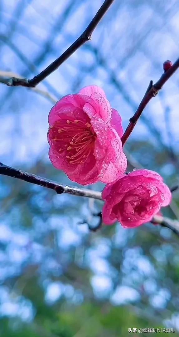一束鲜花，醉蓝天