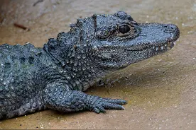 安徽一家三代守护扬子鳄，从6只养到60多只，给它们起名大张龙！图片