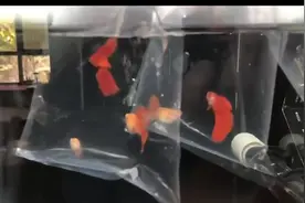 买回来的鱼如何过水。你过对了吗图片