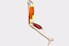 大腿后侧酸痛，哪些肌肉出了问题图片