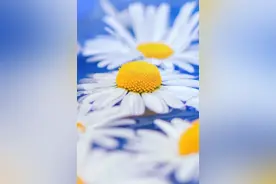 来聊聊，纯露是个什么鬼？图片