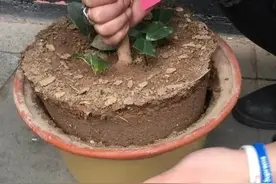 养花土硬邦邦，撒点“松土剂”，软的像发糕，养花一级棒图片