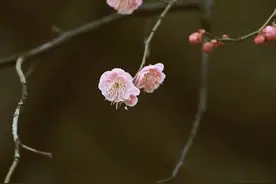 散文：二月，人随春好，万事可期图片