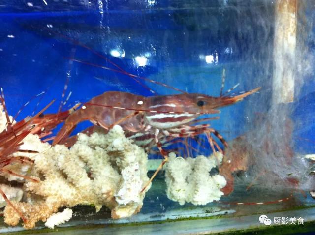 40头的花胶是几级 2025年花胶40头是什么意思?