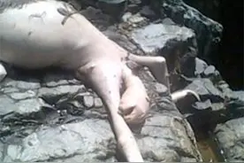 上厕所都有生命风险？传说中的“水猴子”树懒，大多死于上厕所？图片