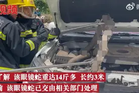 极度崩溃！3米眼镜蛇钻入车辆引擎盖，因躯干太粗被卡，不怕雄黄图片