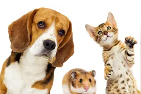 养猫还是养狗才能治愈焦虑症呢图片