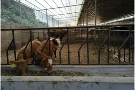 养牛场内使用高效持久生物除臭消毒剂进行栏舍除氨臭味，发酵牛粪图片