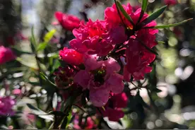 叶如松，花如梅图片