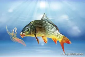 鲤鱼最喜欢的香味只有4种，哪种香味钓鱼效果最好？图片