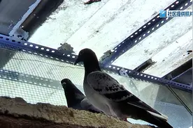 “白天黑夜地叫”！单车棚顶养鸽子？邻居表示：忍不了了！图片