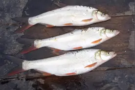 翘嘴鱼最大能长到多大？为何现在野生的翘嘴鱼很少见了？看完懂了图片