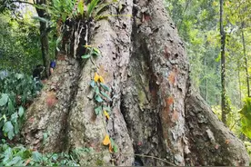 蚬木：我国木材硬度最高的树，真正的“铁木”图片