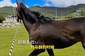 价值28万的赛马走失一周后被寻回，瘦了20多斤，马主人：兑现承诺，支付1万元酬金图片