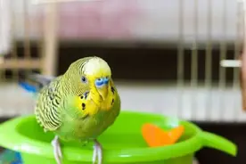 饲养鹦鹉的6大禁忌，新手养鹦鹉必看图片