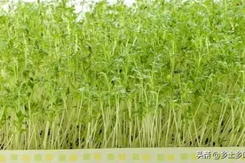 香椿芽太贵吃不起？可以自种香椿苗，阳台上就能种，半月即可采收图片
