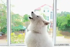 狗为什么会嚎叫？图片