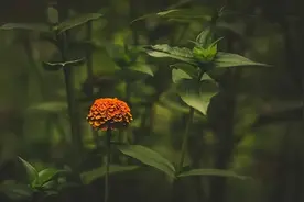 征服异性的最佳方式：延迟满足图片