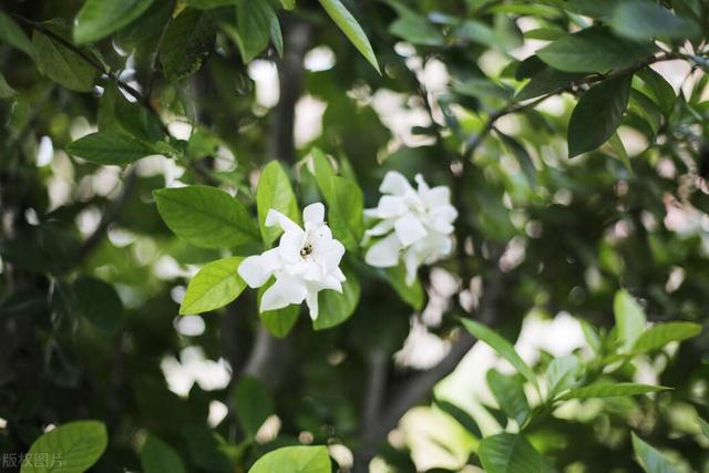 栀子花满树都是香喷喷的花朵，叶子居然是黄的咋办？