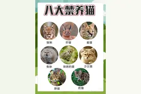 8大禁止养的猫！你们知道几个？图片