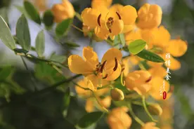 俗称“蛇灭门”，是毒蛇的克星，春天院子种2棵，夏天不怕蛇上门图片