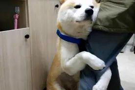 原来，在狗狗眼里，你出去工作，就代表着这些意义图片