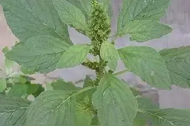 聊聊野苋菜图片
