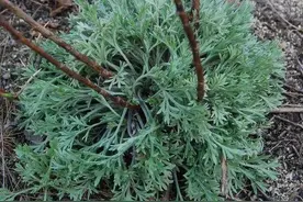 中药知多少？——茵陈图片