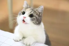 这100个关于猫咪的“冷知识”你知道的有多少？图片